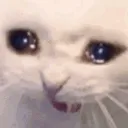 cat_sob