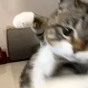 siballl