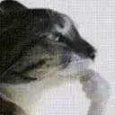 thinkingcatemoji