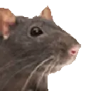 ratjam2