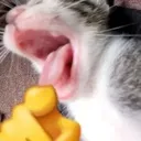 :HAH: