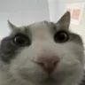 catlookinside