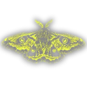 Moth