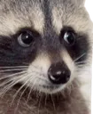 raccoonface