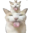 5241blehhhhhcattower