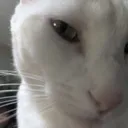 BoppietasticSideEye BoppietasticSideEye