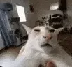 guh
