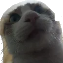 catstare