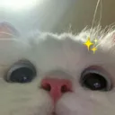 catpeek