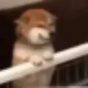 NI_doggia_balcony