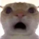 flabbercatsted