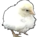chick