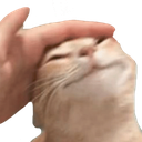 :SCpetHAPPY: