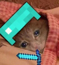 :sadsleepminecraftcat: