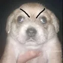 angrydoggo