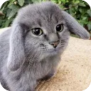 Cabbit