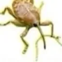 thebug thebug