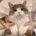 cat_dance animated Discord emote from Auryne
