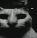 thecreature