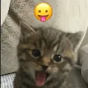 kitty