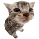 bubi