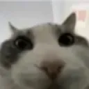 cat_stare