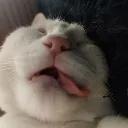 meothienluong