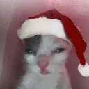 HelpKitty