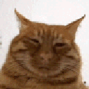 An orange cat with squinted eyes looking skeptical and unimpressed.