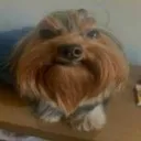 cb_chorro_bigode