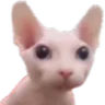 Bingus Bingus