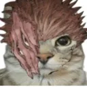 sukunacat
