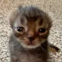 T_catxis