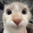 carstare carstare