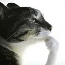 catHmm