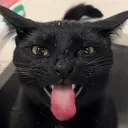freakycat
