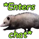 opossum_entering