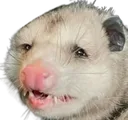 StrugglePossum