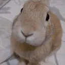 slungus