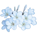 flower2