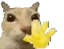 helo