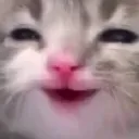 cat_wuh
