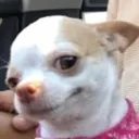 dog_smirk