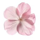 01pinkflower