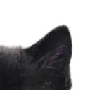 ae2 ae2