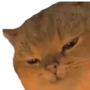 cat_smugbastard