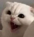 1Catexcited