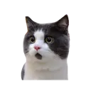 :cat:
