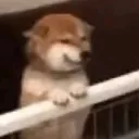 zindagi_jhand