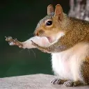 woah_squirrel woah_squirrel